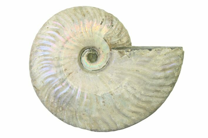 Silver Iridescent Ammonite (Cleoniceras) Fossil - Madagascar #327734